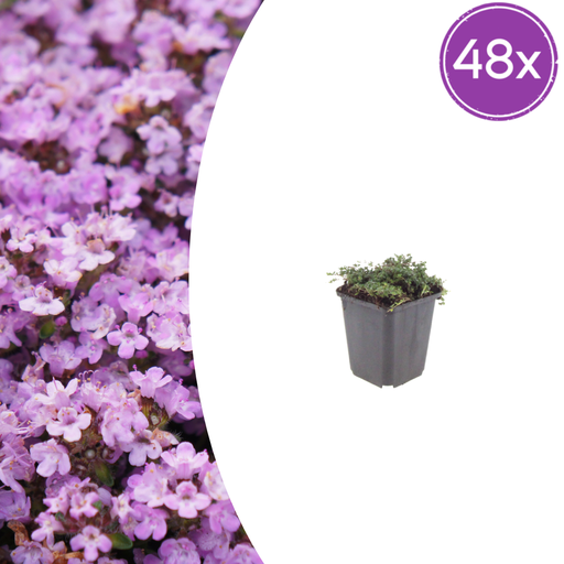 "48x Thymus praecox 'Purpur Schönheit' - ↕10-25cm - Ø9cm image"