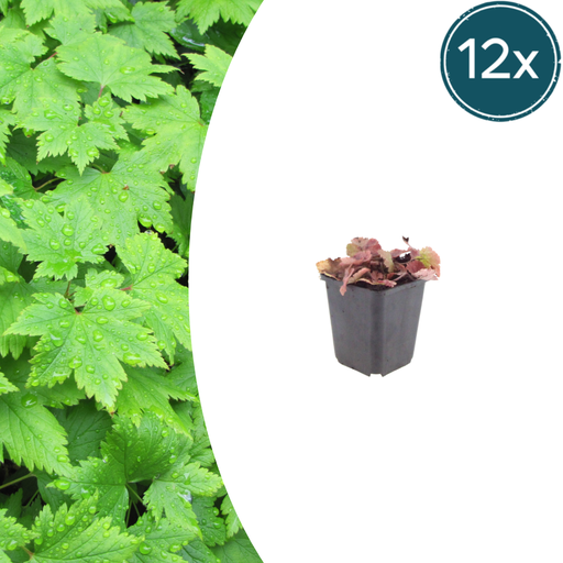 "12x Tiarella cordifolia - ↕10-25cm - Ø9cm image"