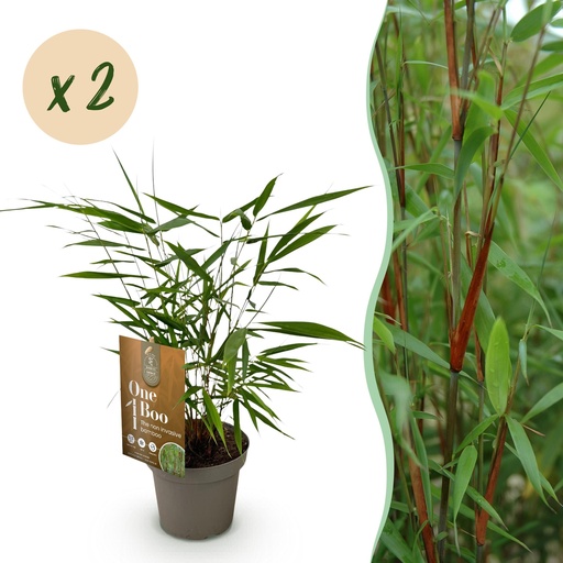 "Gräser - Fargesia Asian Wonder - Bambus - Nicht Ausbreitend - Grün - 2 Pflanzen - Topf 14 cm - Höhe 35 cm image"