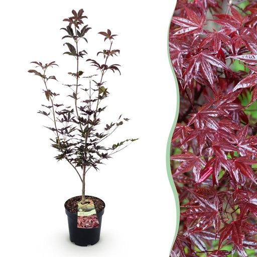 "Gartenpflanze - Acer palmatum Bloodgood - Japanischer Ahorn - Laubabwerfend - Rot - 1 - Topf 26cm - Höhe 90cm image"