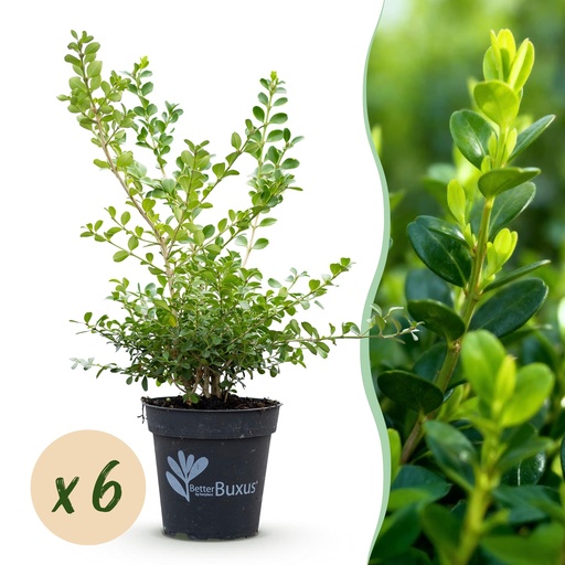 "Buxus Hecke - BetterBuxus Babylon Beauty - Resistenz gegen den Buxus-Schimmel - 6 Pflanzen - 1 laufender Meter - Topf 13cm Höhe 30-35 image"