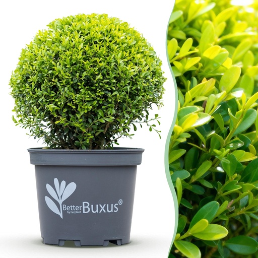 "Buxus Kugel - BetterBuxus Skylight - Widerstandsfähig gegen Buxuskrankheit - 2 Pflanzen - Topf 26cm Kugel 30cm image"