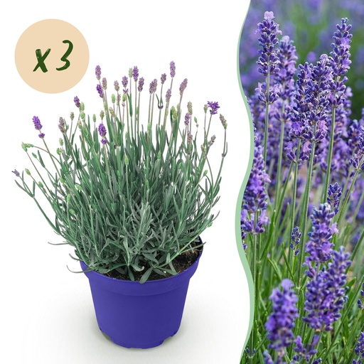 "Gartenpflanze - Lavandula angustifolia Hidcote - Lavendel - Winterhart - Lila - 3 Pflanzen - Topf 12cm - Höhe 15-25cm image"
