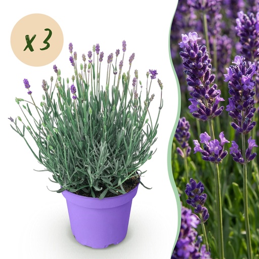 "Gartenpflanze - Lavandula angustifolia Munstead - Lavendel - Winterhart - Lila - 3 Pflanzen - Topf 12cm - Höhe 15-25cm image"