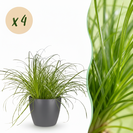 "Zimmerpflanze - Cyperus alternifolius Zumula - Katzenpflanze - Haustierfreundliche Pflanze - Grün - 4 Pflanzen - mit Potter Grau - Topf 12cm - Höhe 20cm image"