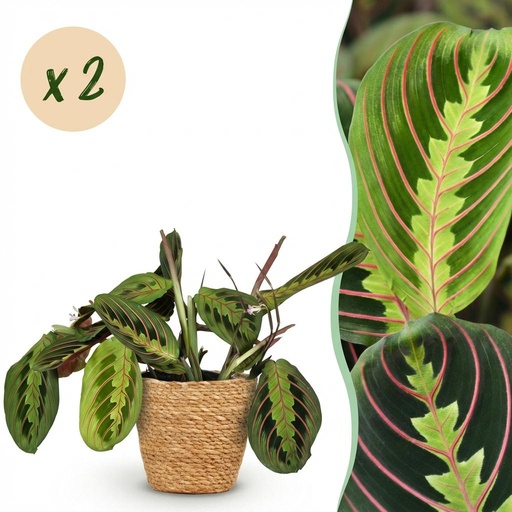 "Zimmerpflanze - Maranta Fascinator Tricolour - Gebetsblatt - Haustierfreundliche Pflanze - Grün - 2 Pflanzen - mit Korb - Topf 12cm - Höhe 25cm image"