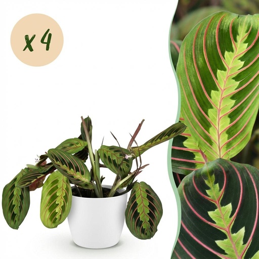 "Zimmerpflanze - Maranta Fascinator Tricolour - Gebetsblatt - Haustierfreundliche Pflanze - Grün - 4 Pflanzen - mit Potter Weiß - Topf 12cm - Höhe 25cm image"
