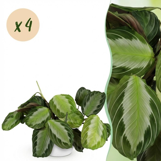 "Zimmerpflanze - Maranta Fascinator Silverband - Gebetspflanze - Haustierfreundliche Pflanze - Grün - 4 Pflanzen - mit Potter Weiß - Topf 12cm - Höhe 25cm image"