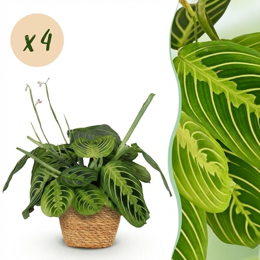 "Zimmerpflanze - Maranta Fascinator Lemon Lime - Gebetspflanze - Haustierfreundliche Pflanze - Grün - 4 Pflanzen - mit Korb - Topf 12cm - Höhe 25cm image"