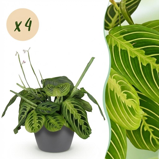 "Zimmerpflanze - Maranta Fascinator Lemon Lime - Gebetspflanze - Haustierfreundliche Pflanze - Grün - 4 Pflanzen - mit Potter Grau - Topf 12cm - Höhe 25cm image"