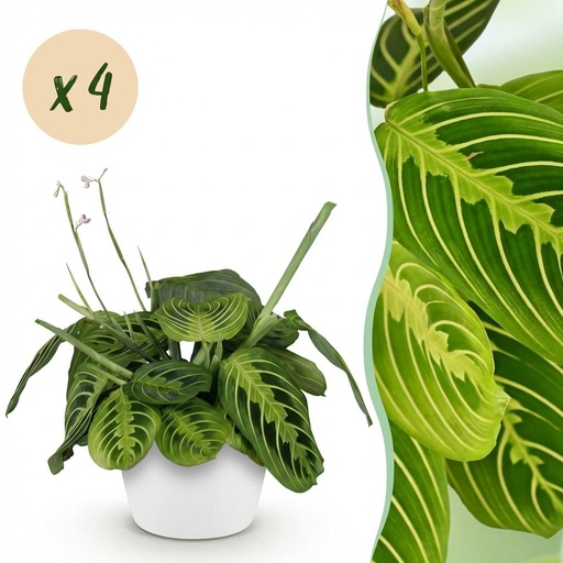"Zimmerpflanze - Maranta Fascinator Lemon Lime - Gebetspflanze - Haustierfreundliche Pflanze - Grün - 4 Pflanzen - mit Potter Weiß - Topf 12cm - Höhe 25cm image"