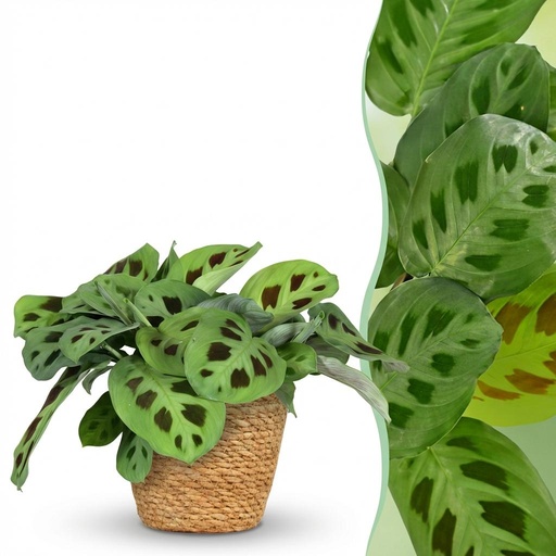 "Zimmerpflanze - Maranta Fascinator Kerchoveana - Zebrapflanze - Haustierfreundliche Pflanze - Grün - 1 Pflanze - mit Korb - Topf 12cm - Höhe 25cm image"