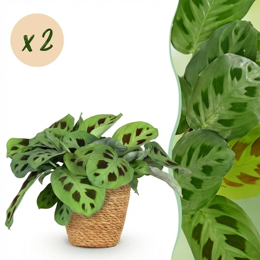 "Zimmerpflanze - Maranta Fascinator Kerchoveana - Zebrapflanze - Haustierfreundliche Pflanze - Grün - 2 Pflanzen - mit Korb - Topf 12cm - Höhe 25cm image"
