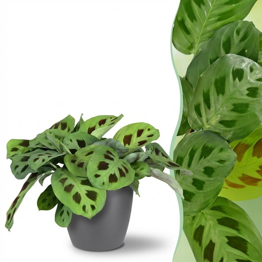 "Zimmerpflanze - Maranta Fascinator Kerchoveana - Zebrapflanze - Haustierfreundliche Pflanze - Grün - 1 Pflanze - mit Potter Grau - Topf 12cm - Höhe 25cm image"