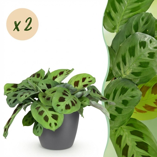 "Zimmerpflanze - Maranta Fascinator Kerchoveana - Zebrapflanze - Haustierfreundliche Pflanze - Grün - 2 Pflanzen - mit Potter Grau - Topf 12cm - Höhe 25cm image"