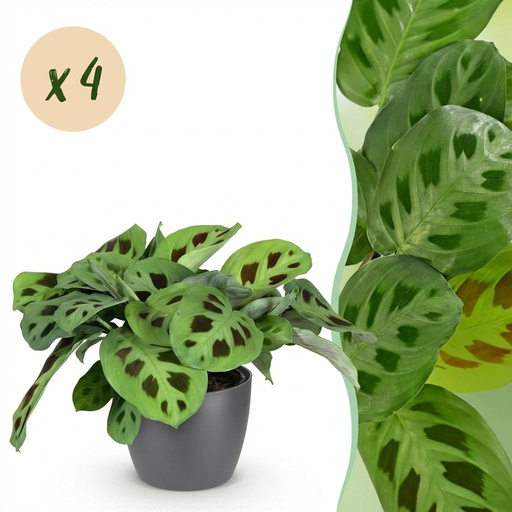 "Zimmerpflanze - Maranta Fascinator Kerchoveana - Zebrapflanze - Haustierfreundliche Pflanze - Grün - 4 Pflanzen - mit Potter Grau - Topf 12cm - Höhe 25cm image"