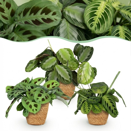 "Zimmerpflanze - Marantha Silverband, Marantha Lemon Lime Marantha Kerchoveana - Gebetspflanze - Haustierfreundliche Pflanze - Grün - 3 Pflanzen - mit Korb - Topf 12cm - Höhe 25cm image"