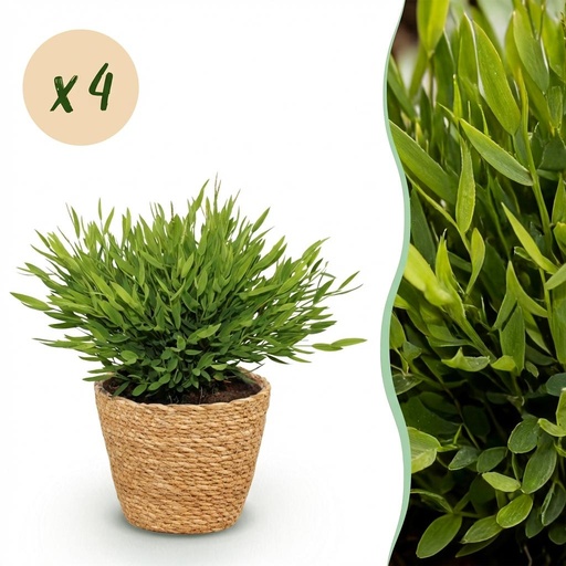 "Zimmerpflanze - Bamusa Pogonatherum Monica - Bambusgras - Haustierfreundliche Pflanze - Grün - 4 Pflanzen - mit Korb - Topf 12cm - Höhe 20cm image"