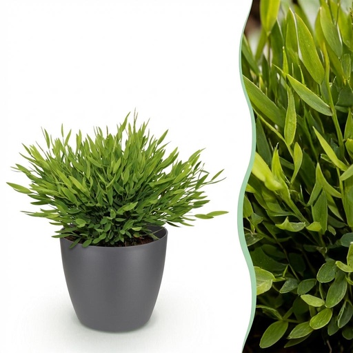 "Zimmerpflanze - Bamusa Pogonatherum Monica - Bambusgras - Haustierfreundliche Pflanze - Grün - 1 Pflanze - mit Potter Grau - Topf 12cm - Höhe 20cm image"