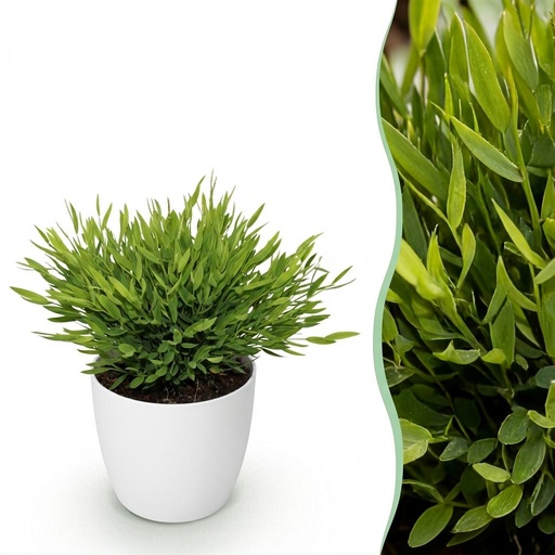 "Zimmerpflanze - Bamusa Pogonatherum Monica - Bambusgras - Haustierfreundliche Pflanze - Grün - 1 Pflanze - mit Potter Weiß - Topf 12cm - Höhe 20cm image"