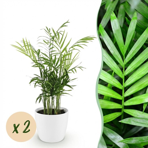 "Zimmerpflanze - Chamaedorea elegans - Goldpalme - Haustierfreundliche Pflanze - Grün - 2 Pflanzen - mit Potter Weiß - Topf 12cm - Höhe 15cm image"