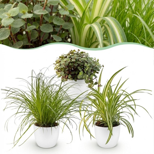 "Zimmerpflanze - Cyperus - Calissia - Chlorophytum - Mix aus 3 - Haustierfreundliche Pflanzen - Grün - 3 Pflanzen - mit Potter Weiß - Topf 12cm - Höhe 20cm image"