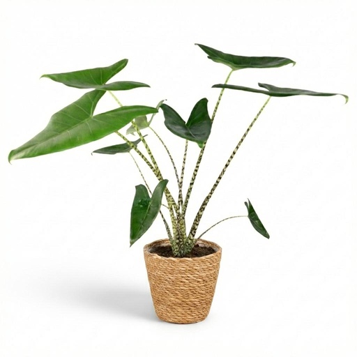 "Zimmerpflanze - Elefantenohr - Alocasia Zebrina - Grün - Pflegeleicht - 1 Pflanze - inkl. Korb - Topf 21 cm - Höhe 70 - 75 cm image"
