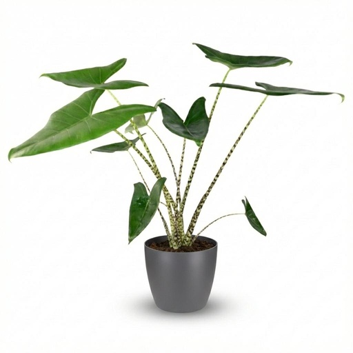 "Zimmerpflanze - Elefantenohr - Alocasia Zebrina - Grün - Pflegeleicht - 1 Pflanze - mit Potter Grau - Topf 21 cm - Höhe 70 - 75 cm image"