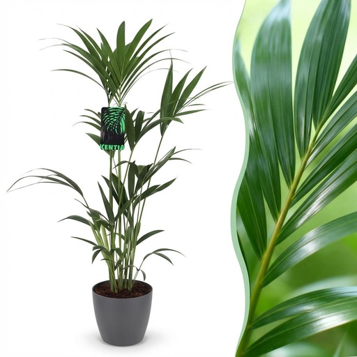 "Zimmerpflanze - Howea Forsteriana - Kentia-Palme - Wenig Pflege - Grün - 1 Pflanze - mit Potter Grau - Topf 21cm - Höhe 120-130cm image"