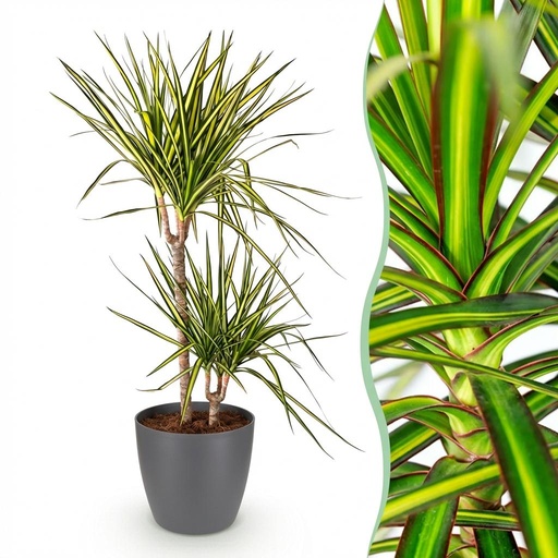 "Zimmerpflanzen - Dracaena Sunray - Drachenbaum - Wenig Pflege - Grün - Gelb - 1 Pflanze - mit Potter Grau - Topf 21cm - Höhe 90-100cm image"