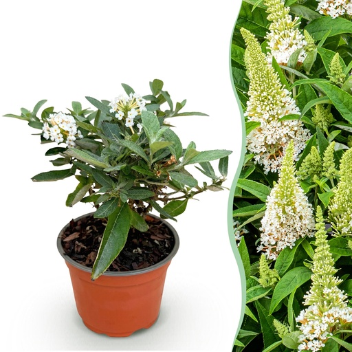 "Gartenpflanze - Buddleja davidii Butterfly Candy Little White - Schmetterlingsstrauch - Kompakt - Weiß - 1 Pflanze - Topf 12cm - Höhe 20-25cm image"