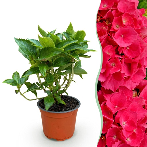 "Gartenpflanze - Hydrangea macrophylla Rot - Hortensie - Winterhart - Rot - 1 Pflanze - Topf 12cm - Höhe 20-30cm image"