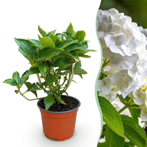 "Gartenpflanze - Hydrangea macrophylla Weiß - Hortensie - Winterhart - Weiß - 1 Pflanze - Topf 12cm - Höhe 20-30cm image"