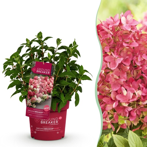 "Gartenpflanze - Hydrangea panniculata Groundbreaker Ruby - Rispenhortensie - Winterfest - Rot - 1 Pflanze - Topf 14cm - Höhe 20-25cm image"