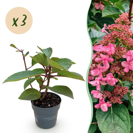 "Gartenpflanze - Hydrangea panniculata Living Infinity - Rispenhortensie - Winterhart - Weiß - 3 Pflanzen - Topf 12cm - Höhe 20-30cm image"