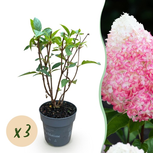"Gartenpflanze - Hydrangea panniculata Living Pink & Rose - Bauernhortensie - Winterhart - Rosa - 3 Pflanzen - Topf 12cm - Höhe 20-30cm image"