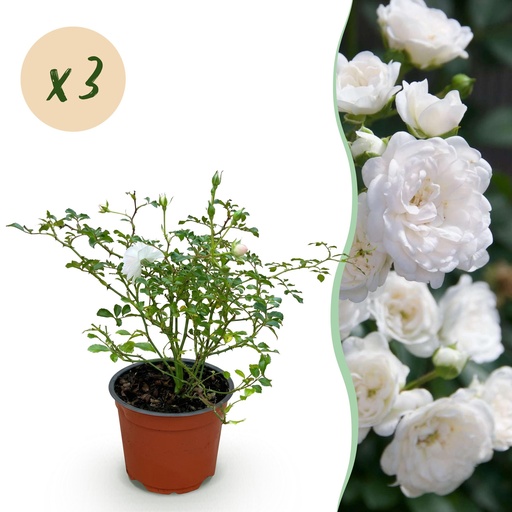 "Gartenrose - Rosa White Fairy - Rose - Winterhart - Weiß - 3 Pflanzen - Topf 12cm - Höhe 20-25cm image"
