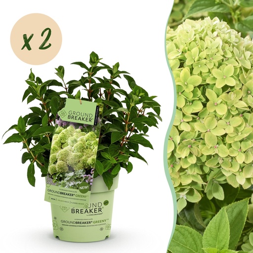 "Gartenpflanze - Hydrangea panniculata Groundbreaker Greeny - Rispenhortensie - Frosthart - Creme - 2 Pflanzen - Topf 14cm - Höhe 20-25cm image"