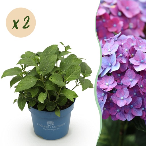 "Gartenpflanze - Hydrangea Endless Summer Summer Love Purple - Hortensie - Frostbeständig - Lila - 2 Pflanzen - Topf 14 cm - Höhe 20-25 cm image"