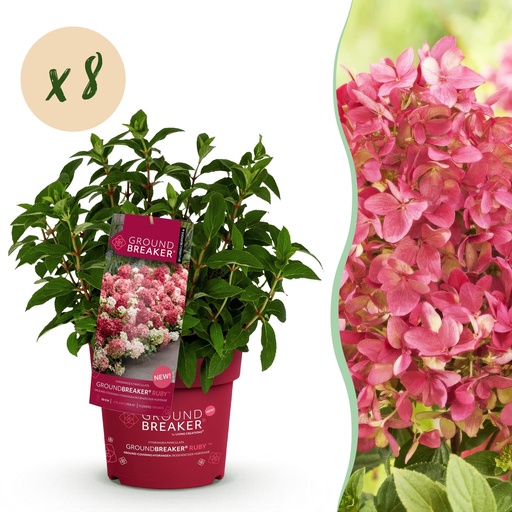 "Gartenpflanze - Hydrangea panniculata Groundbreaker Ruby - Rispenhortensie - Winterhart - Rot - 8 Pflanzen - Topf 14cm - Höhe 20-25cm image"