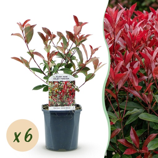 "Heckenpflanzen - Photinia fraseri Carre Rouge - rot grün - 6 Pflanzen - 1 Meter linear - immergrün - Topf 17cm Höhe 55cm image"