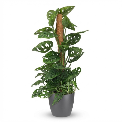 "Zimmerpflanze - Monkey Mask - Monstera Adansonii Moosstab - Grün - Pflegeleicht - 1 Pflanze - mit Potter Grau - Topf 19cm - Höhe 90cm image"