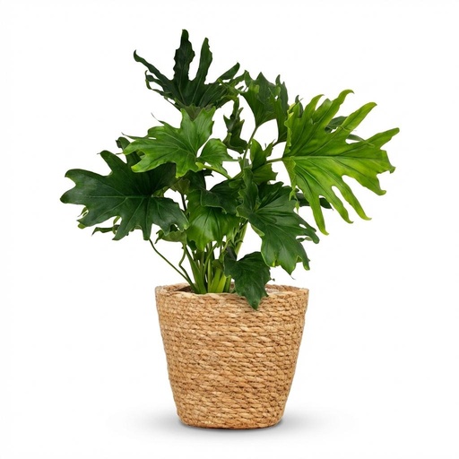 "Zimmerpflanze - Philodendron - Philodendron Lickety split - Grün - Pflegeleicht - 1 Pflanze - mit Korb - Topf 19cm - Höhe 70cm image"