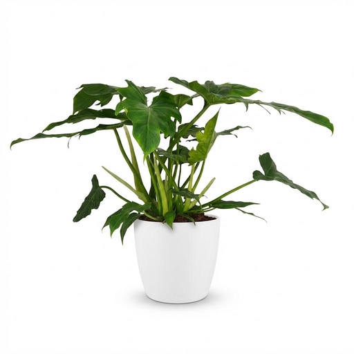 "Zimmerpflanze - Philodendron - Philodendron Lacerum - Grün - Pflegeleicht - 1 Pflanze - mit weißem Übertopf - Topf 19cm - Höhe 65cm image"