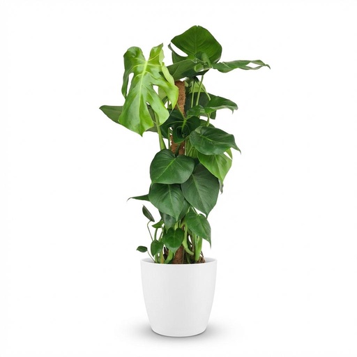 "Zimmerpflanze - Fensterblatt - Monstera Deliciosa Moosstab - Grün - Pflegeleicht - 1 Pflanze - mit Übertopf Weiß - Topf 19cm - Höhe 90cm image"
