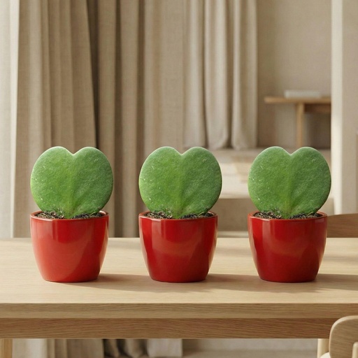 "Sweetheart Pflanzen Set (Hoya Kerrii) - 3x Topf & Pflanze - Rot image"