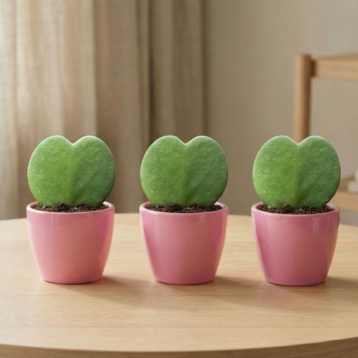 "Sweetheart Pflanzen Set (Hoya Kerrii) - 3x Topf & Pflanze - Rosa image"
