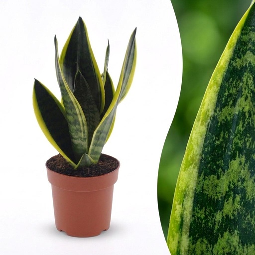 "Sansevieria Future Superb - Bogenhanf - 1 Plant - Topf 12cm - Höhe - 35cm image"