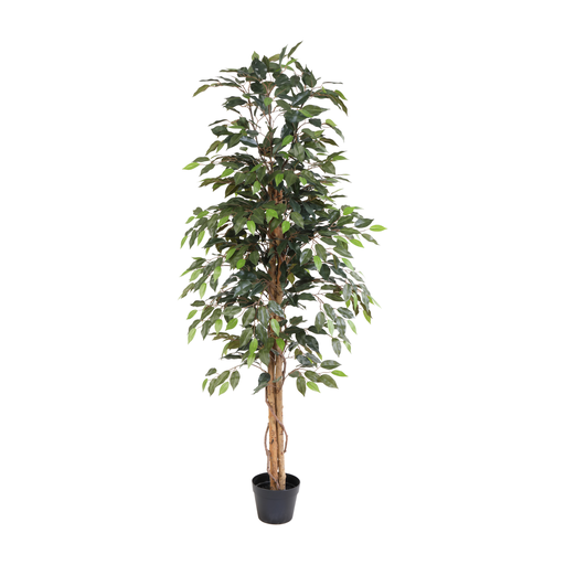 "Künstlicher Ficus Benjamina - 160 cm image"