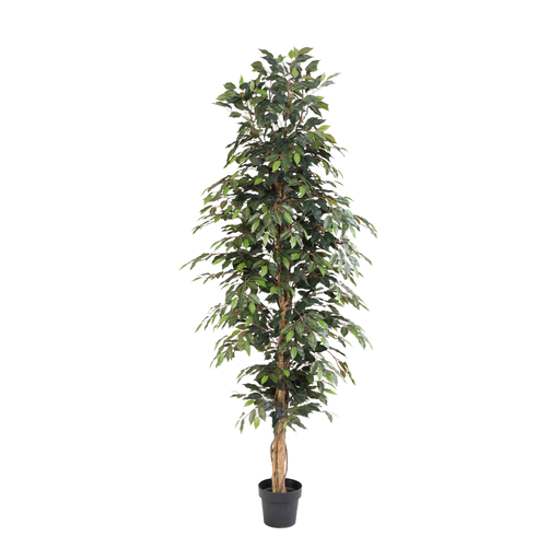 "Künstlicher Ficus Benjamina - 205 cm image"